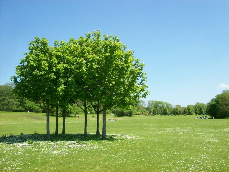 trees in a park.
