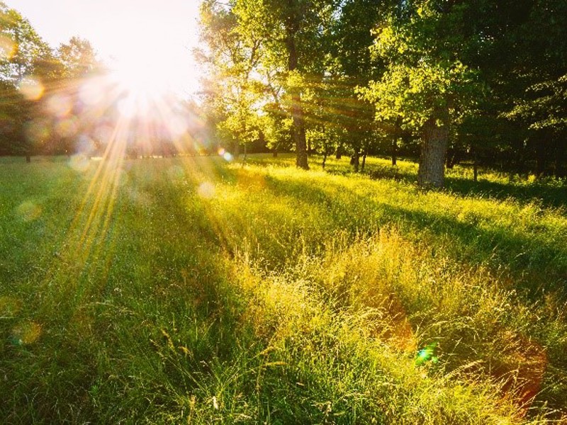 Image of a field and trees, with sun glare.